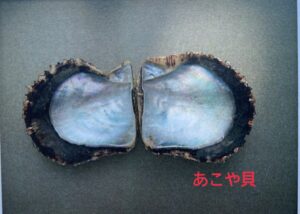 バロックパールが採れるあこや貝