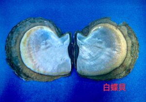 バロックパールが採れる白蝶貝