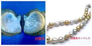 白蝶貝から採れるバロックパールの色