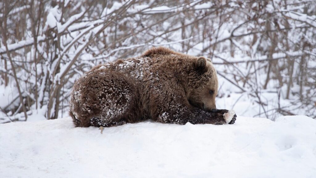 クマは冬は出てこないの?