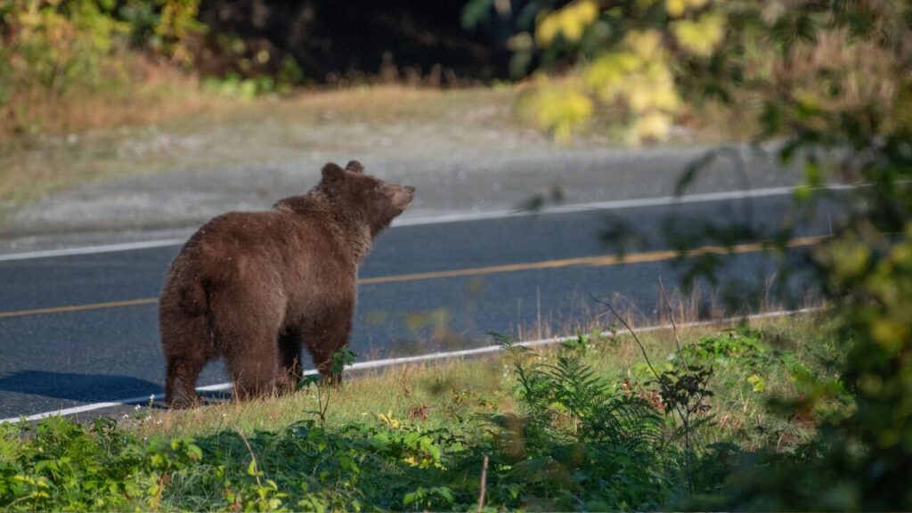 クマに遭遇したらどうすればいい?