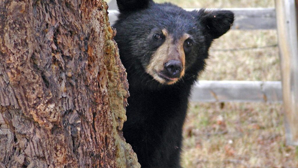 クマは人を見ると必ず襲ってきますか?